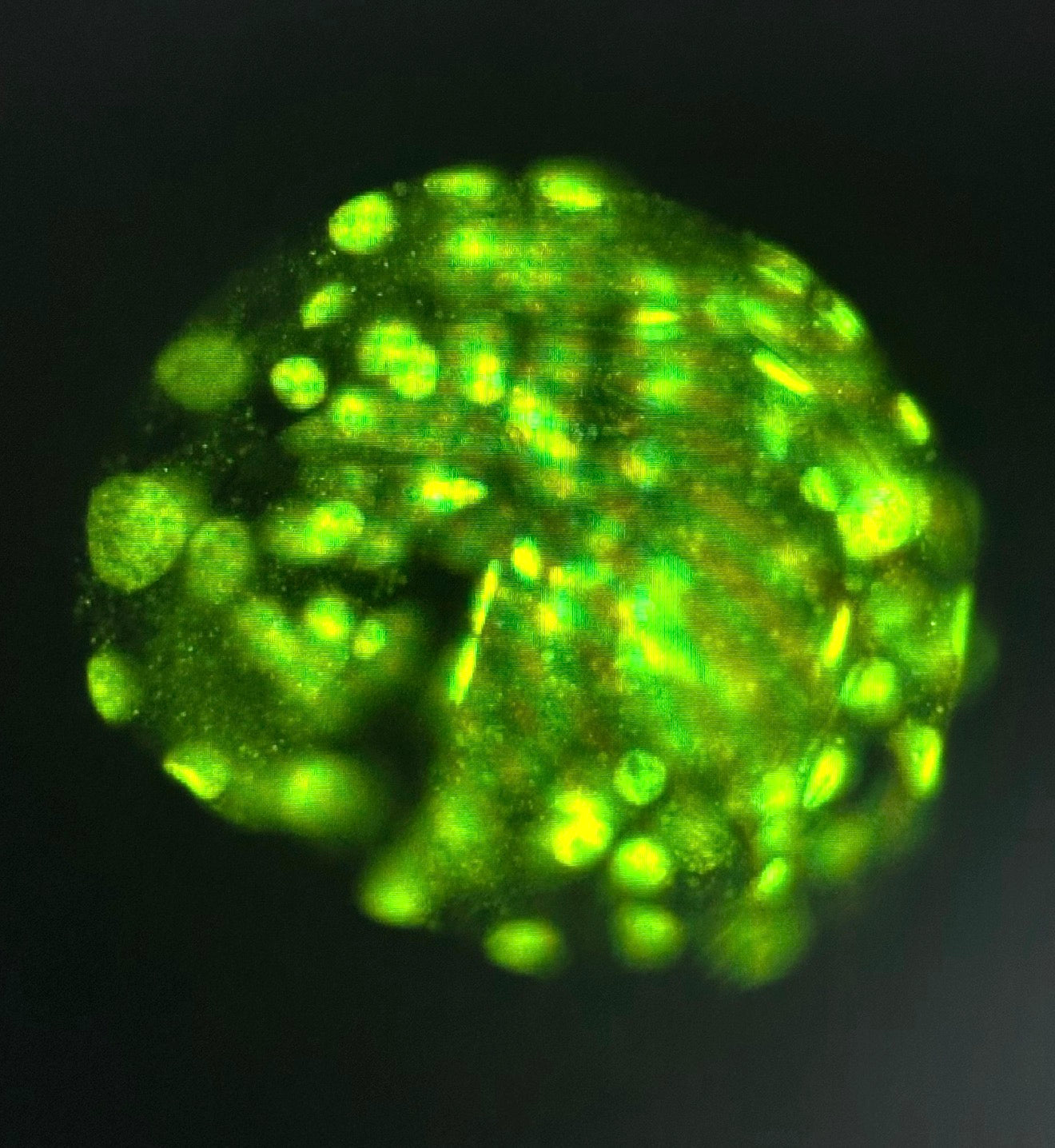 Embryo Collection & Transfer Supplies