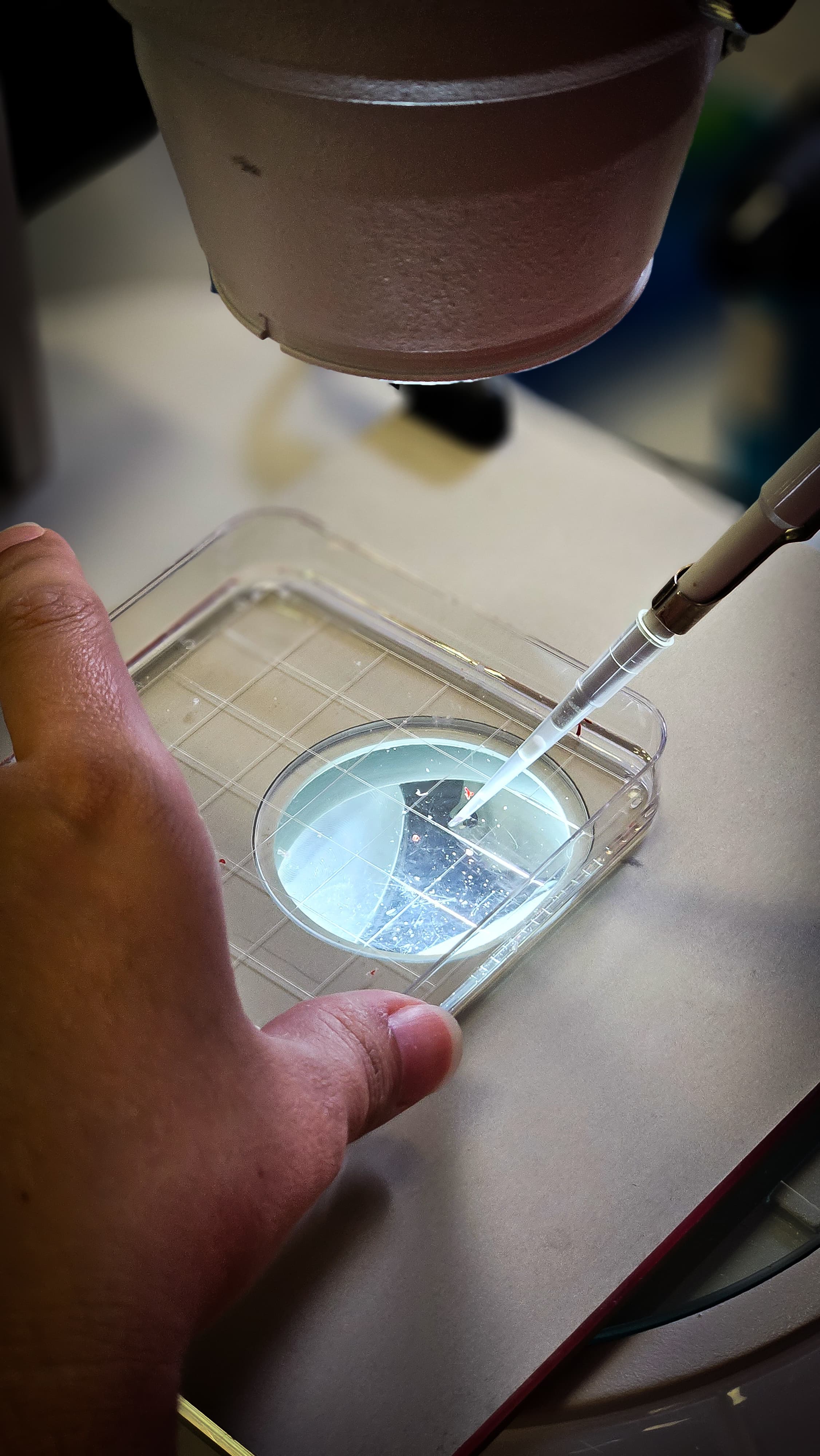 IVF Laboratory Supplies
