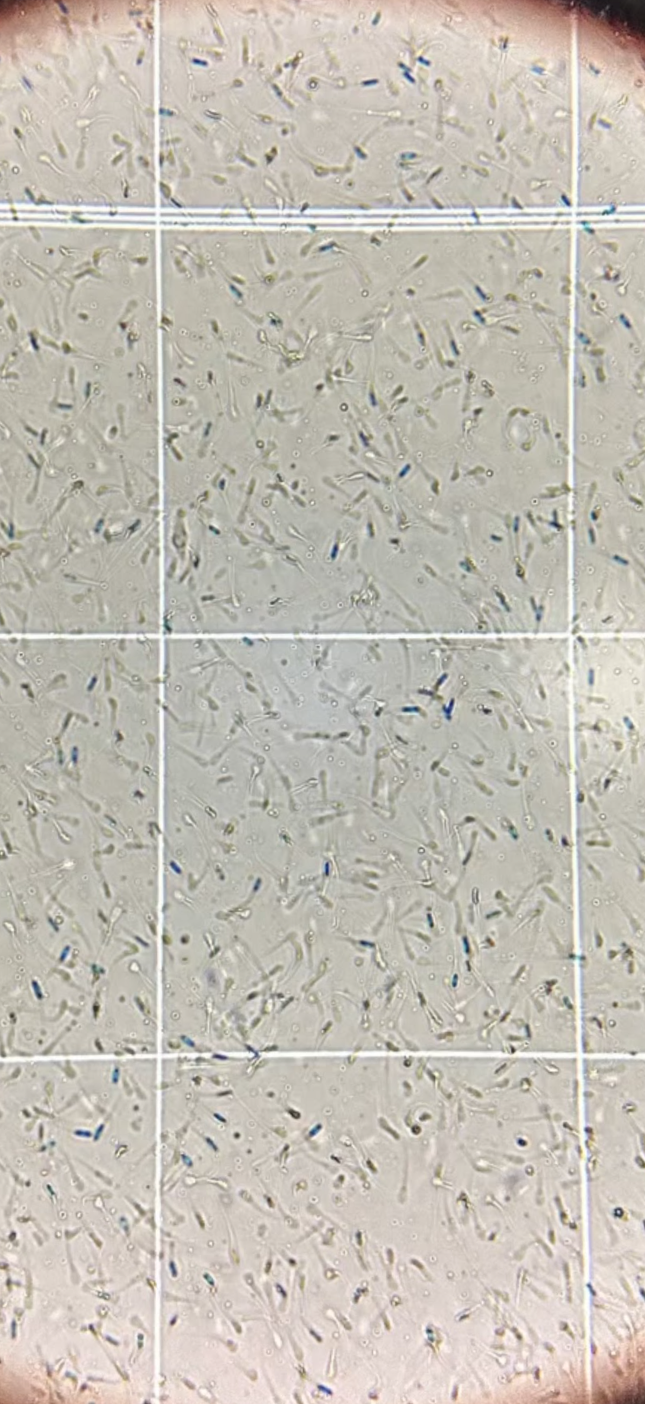 Artificial Insemination Supplies