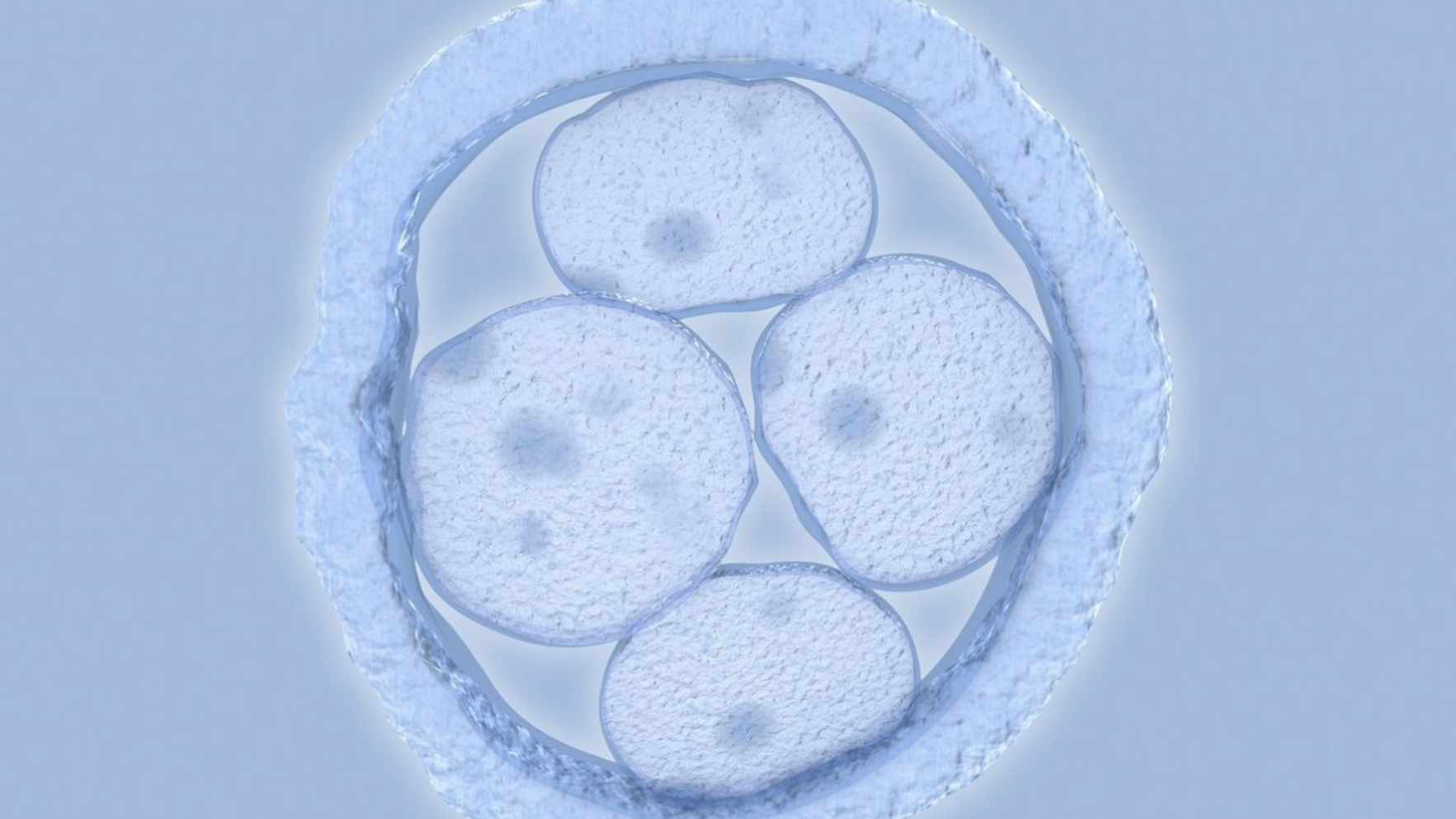 Embryo Collection & Transfer Supplies